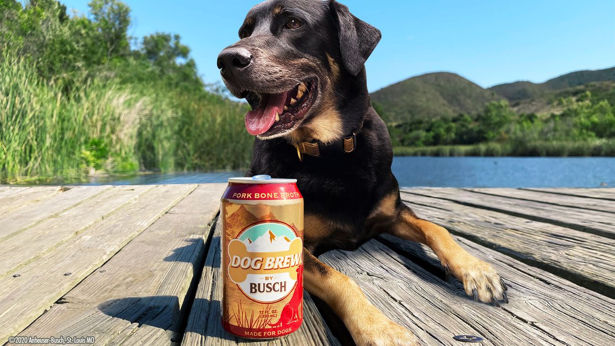 Busch Beer creates new brew just for dogs
