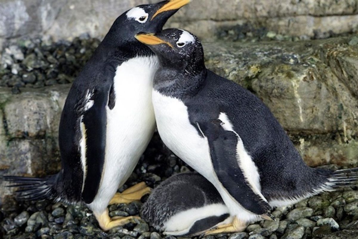 Same-sex penguin parents Electra and Viola hatch a chick together and it's just adorable.