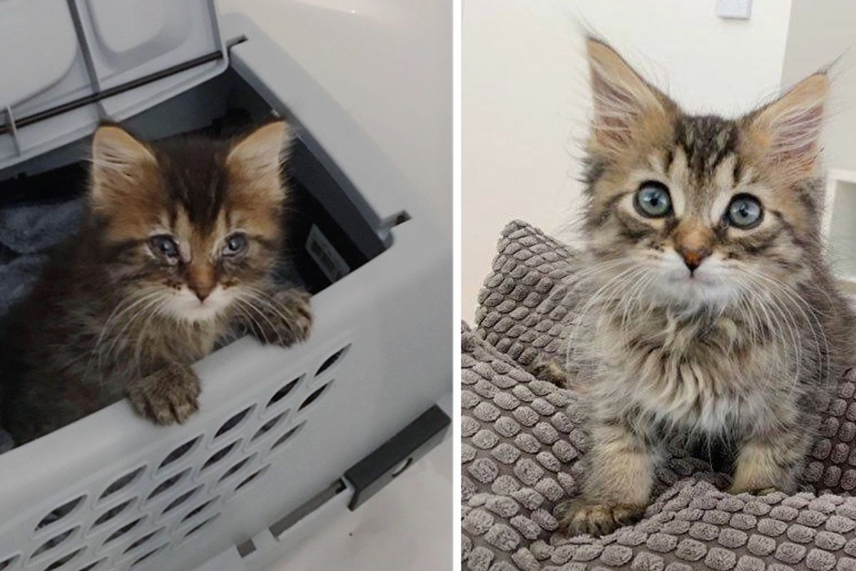 Kitten Blossoms into Fluffy, Happy Cat After His Life was Turned Around by Kindness