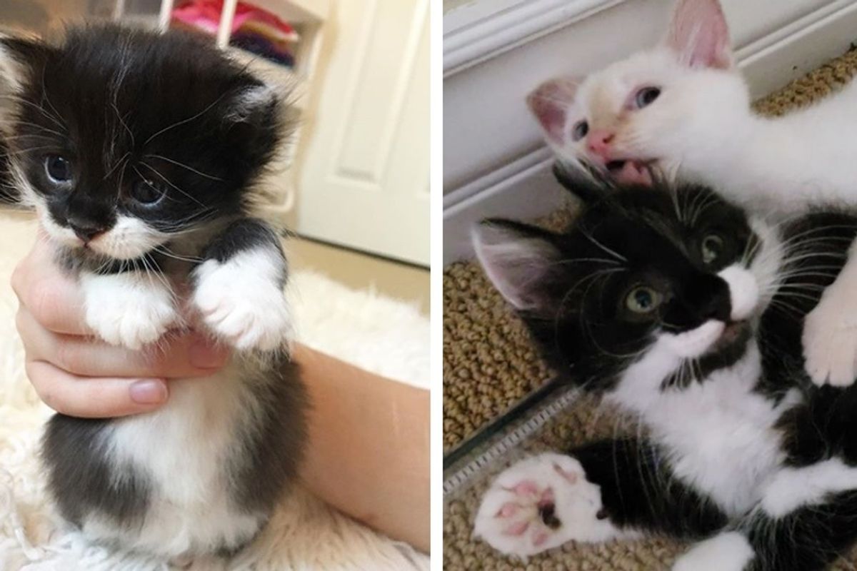 Kitten Rescued from a Yard, Finds the Perfect Friend He Always Wanted