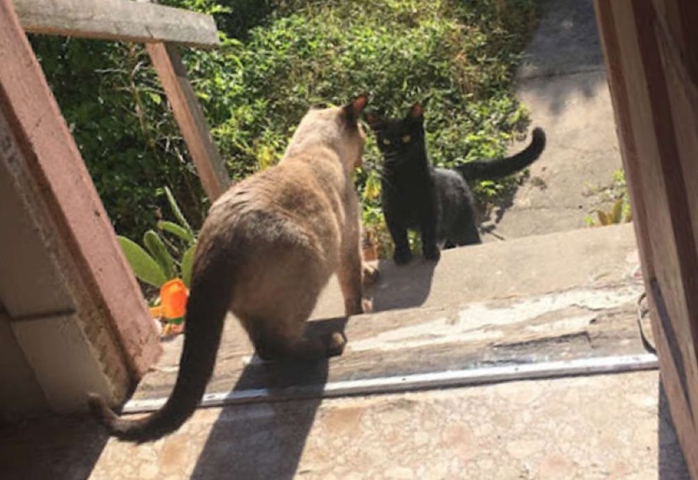 Stray Cat Comes Back To The Family She Befriended So She Can Have ...