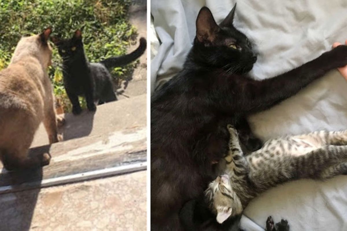 Stray Cat Comes Back to the Family She Befriended So She Can Have Kittens