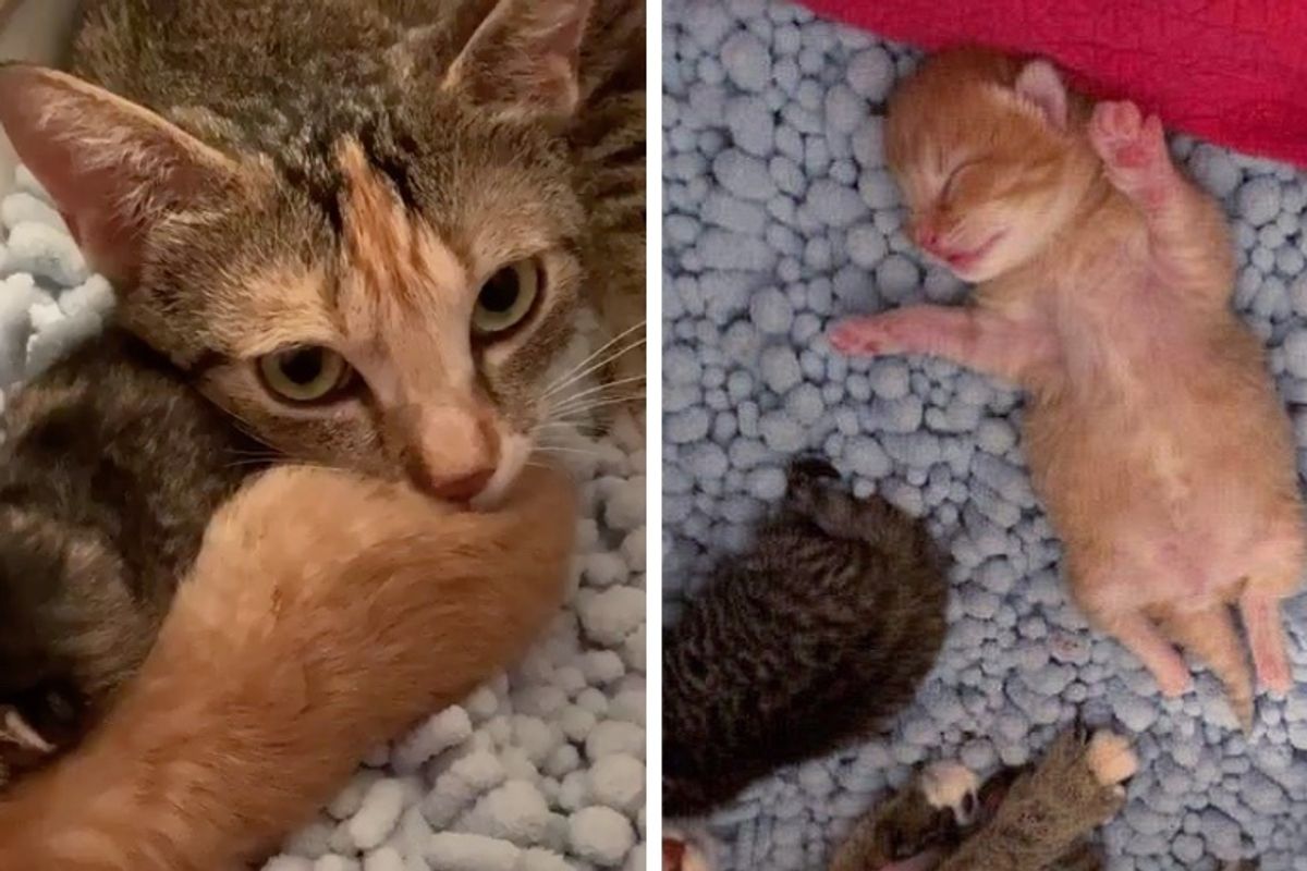 Stray Cat Finds Woman for Help Just in Time So Her Kittens Can Thrive