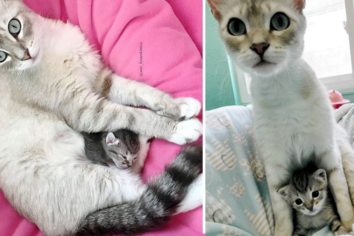 Cat Took to Kitten Found Alone Outside and Started Caring for Him