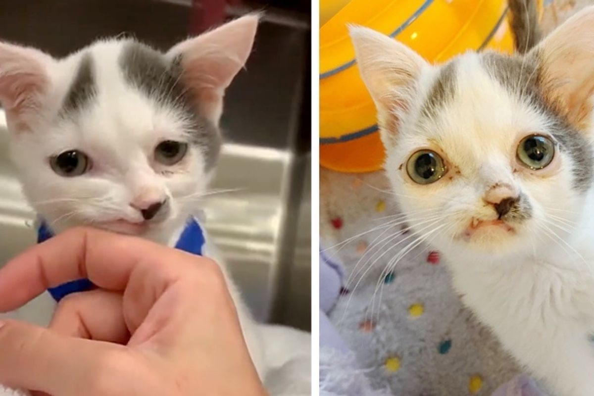 Kitten with Sweetest Face and Strong Spirit Has His Life Turned Around