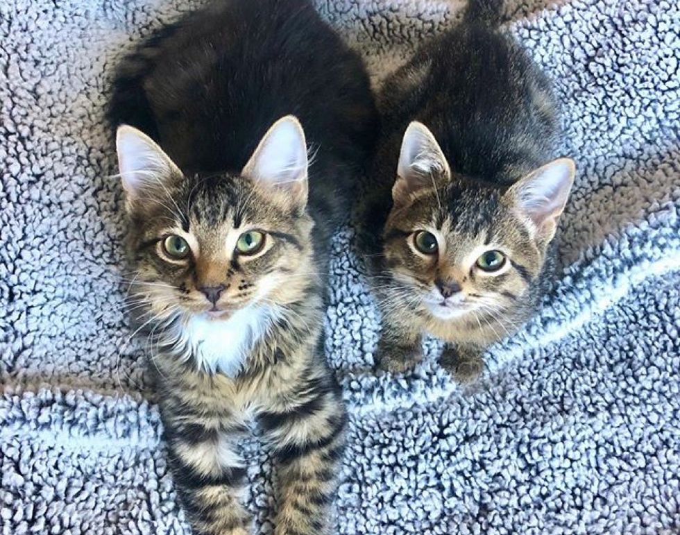 Kitten Guards His Tiny Adopted Brother and Won't Leave His Side - Love Meow