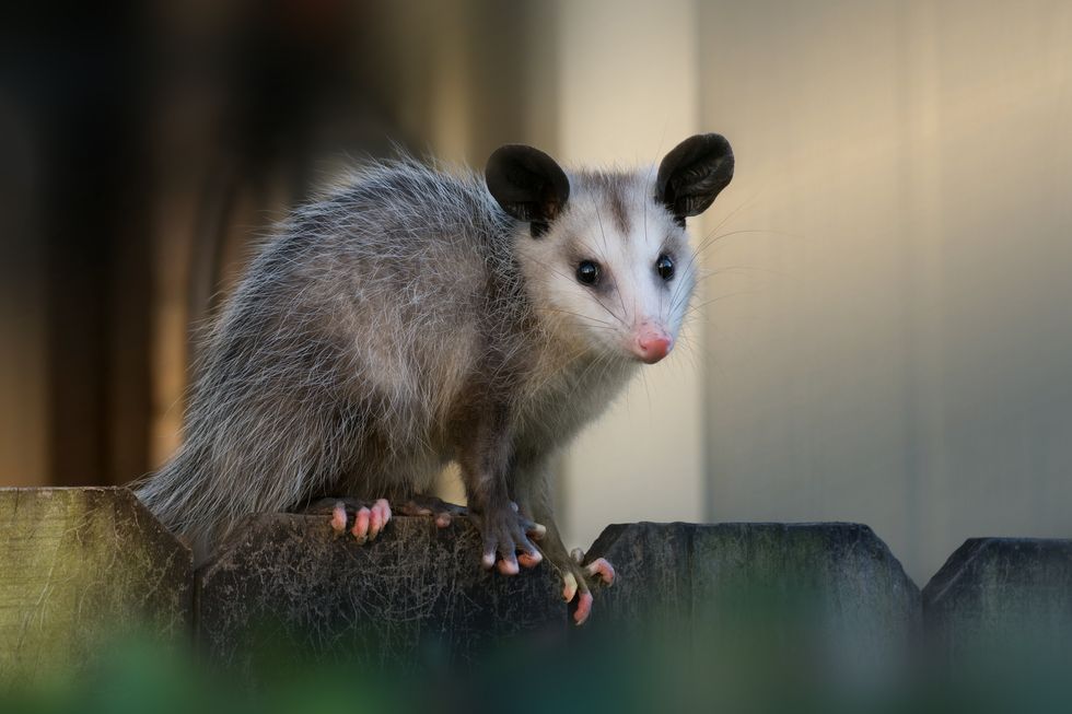 14 opossum facts you may not know - It's a Southern Thing