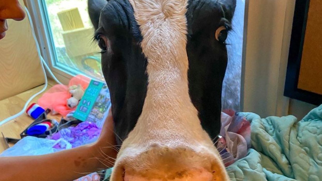 This rescued cow moos loudly outside her owner's window every morning until she gets a hug