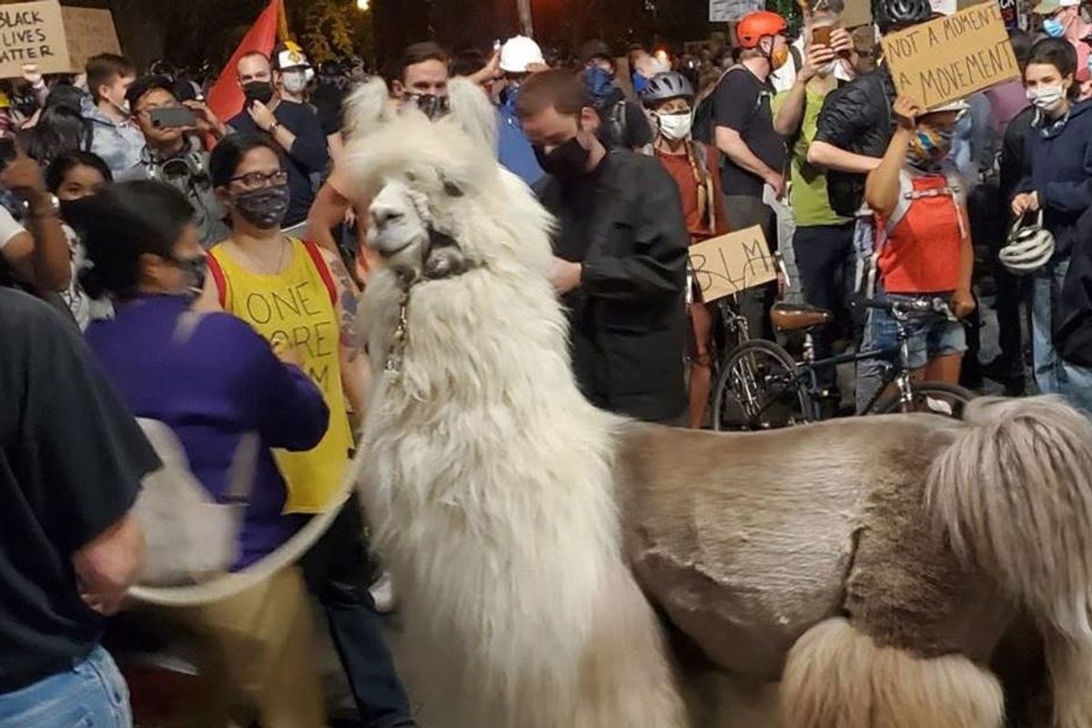 Caesar the 'no drama' therapy llama has been keeping protesters and police calm in Portland