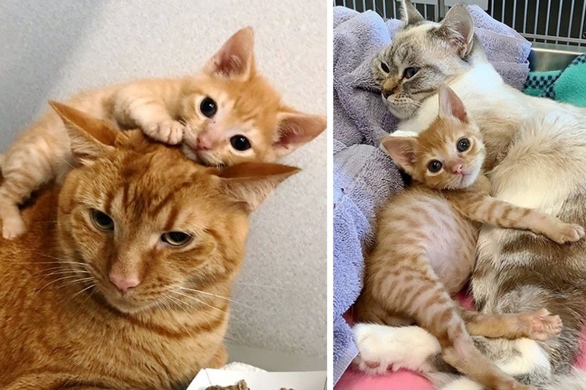 Wobbly Kitten Insists on Giving Other Cats Hugs After He was Rescued