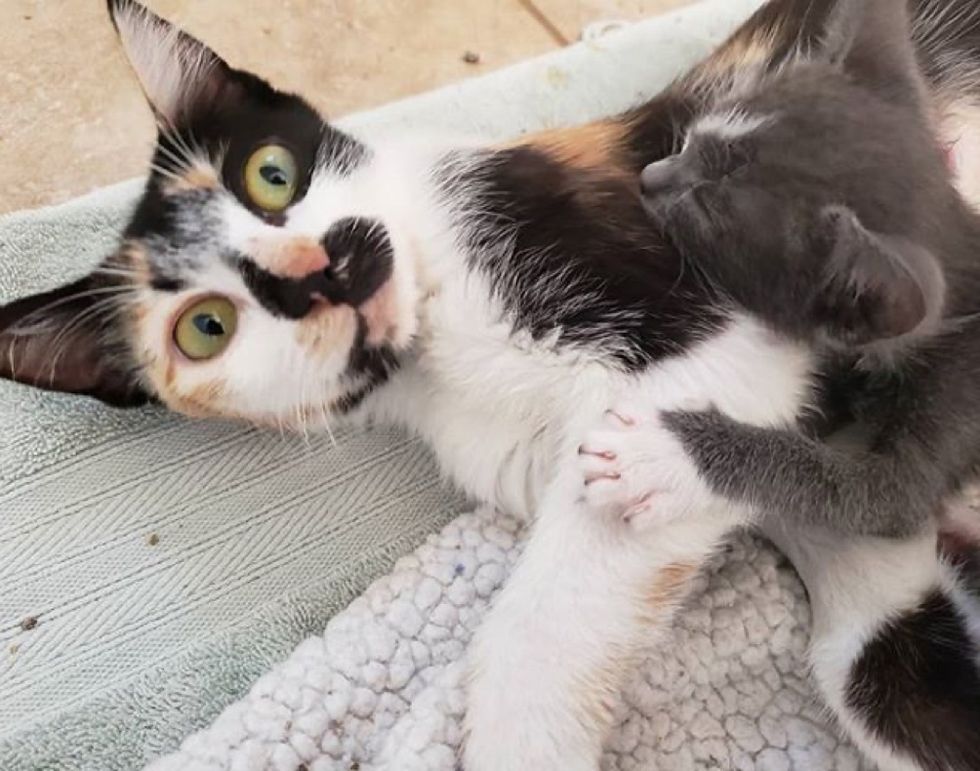 Cat and Her Overly Attached Kitten Hope for Home Together After Life on