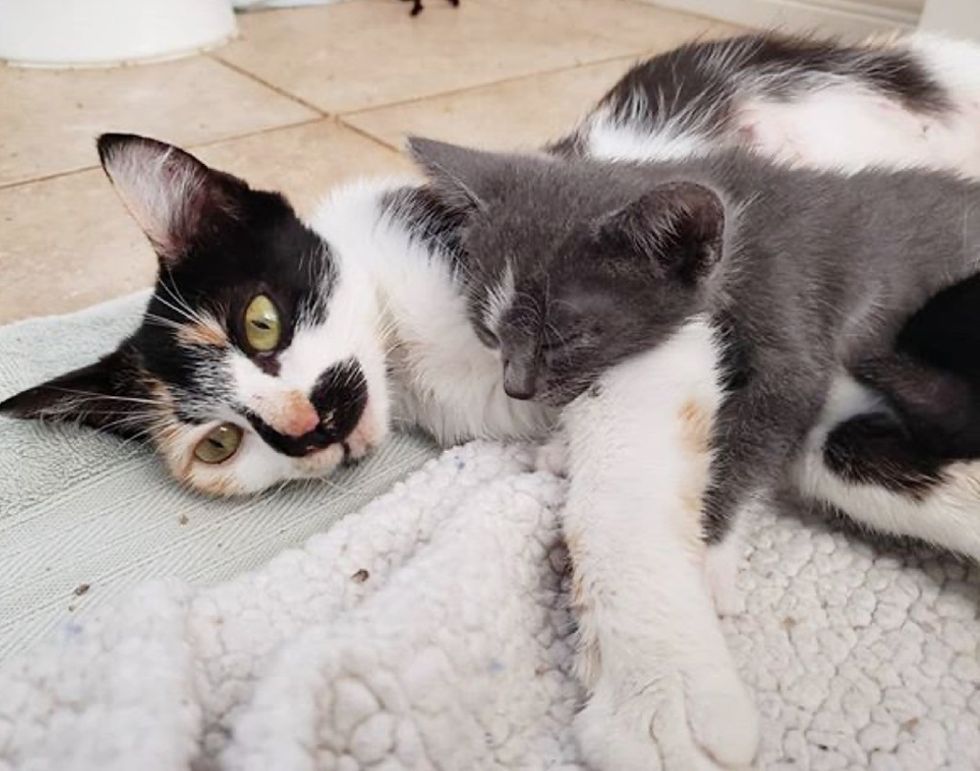 Cat and Her Overly Attached Kitten Hope for Home Together After Life on ...