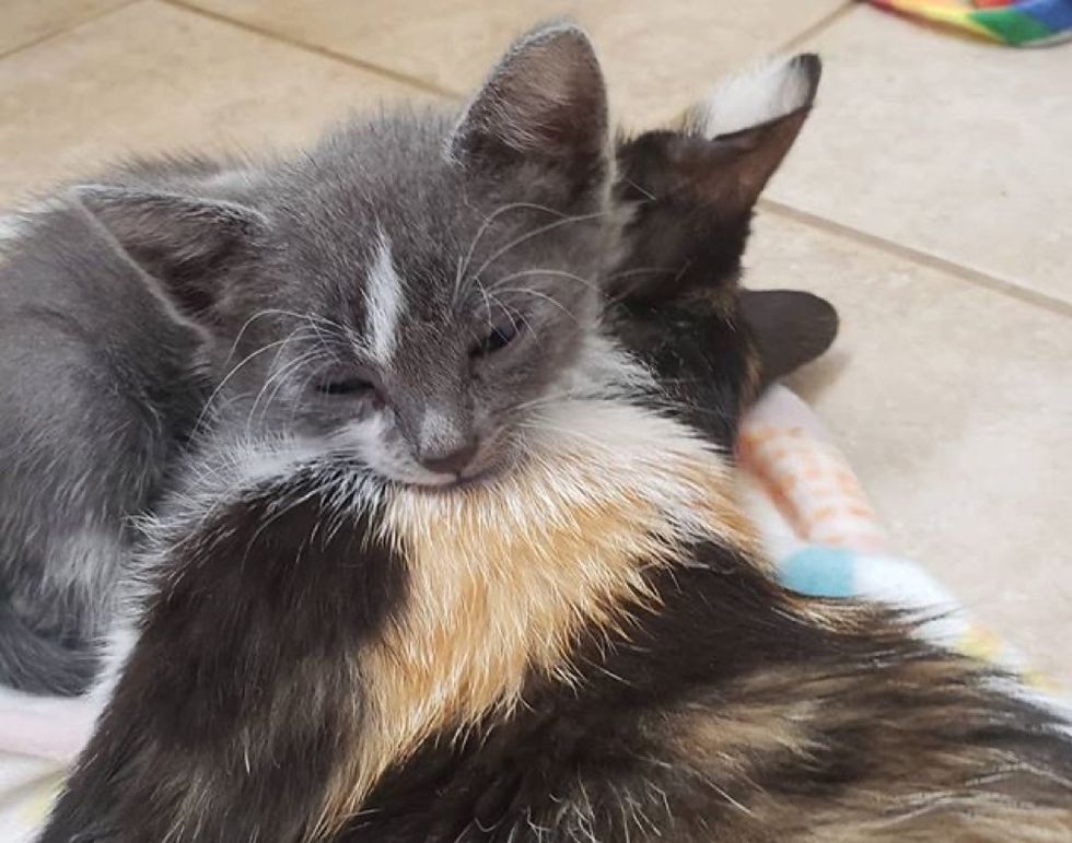 Cat and Her Overly Attached Kitten Hope for Home Together After Life on