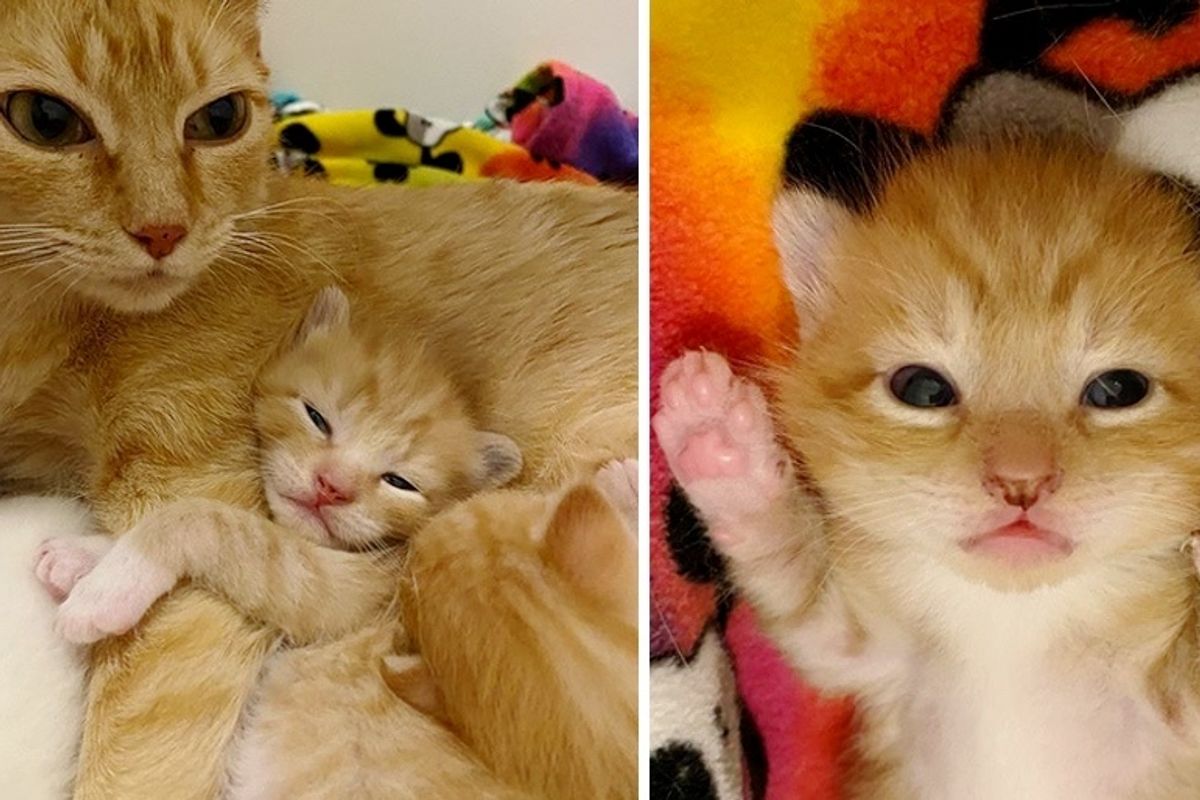 Sweet Cat Found Help for Her Kittens After She Was Left Behind by Family