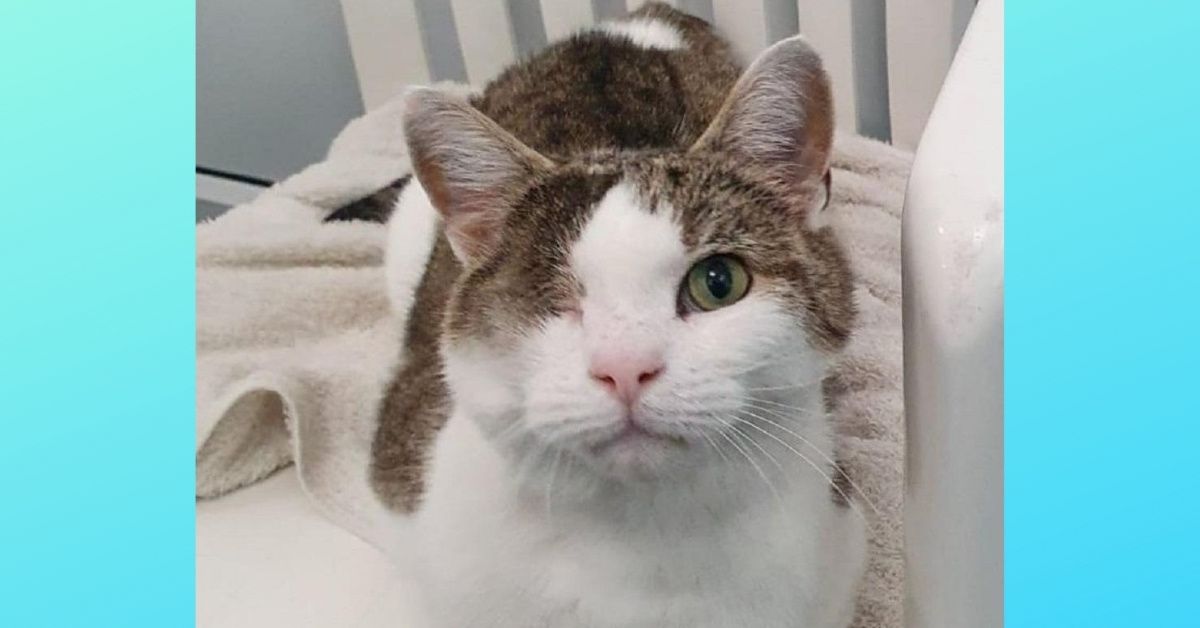 Adorable One-Eyed Cat Finds His Forever Home With Partially-Sighted Woman And Her Family