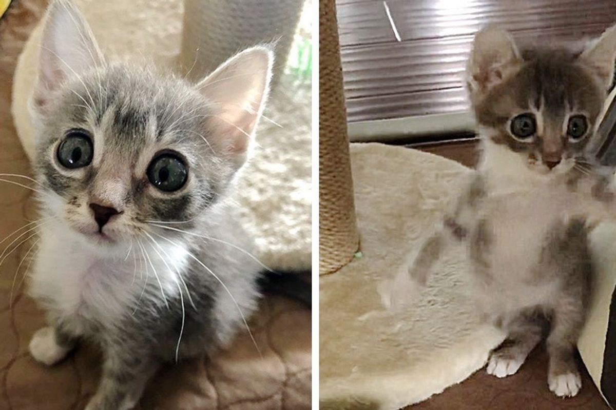 Pint-sized Kitten with Big Eyes Insists on Living Full Life After She Was Found on Street