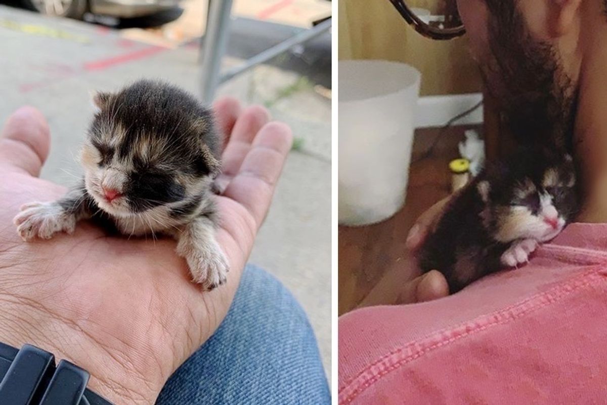 Calico Kitten Rescued from Construction Site Finds Kind Family to Help Her Thrive