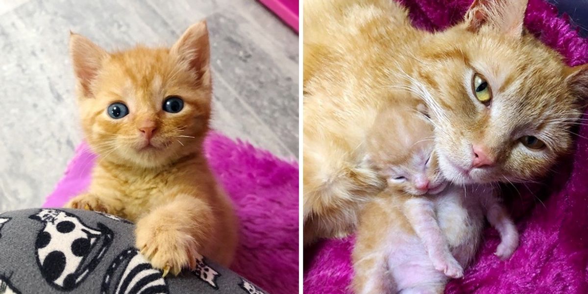 Sweet Cat Family Took in Kitten Found on Roadside and Turned His Life