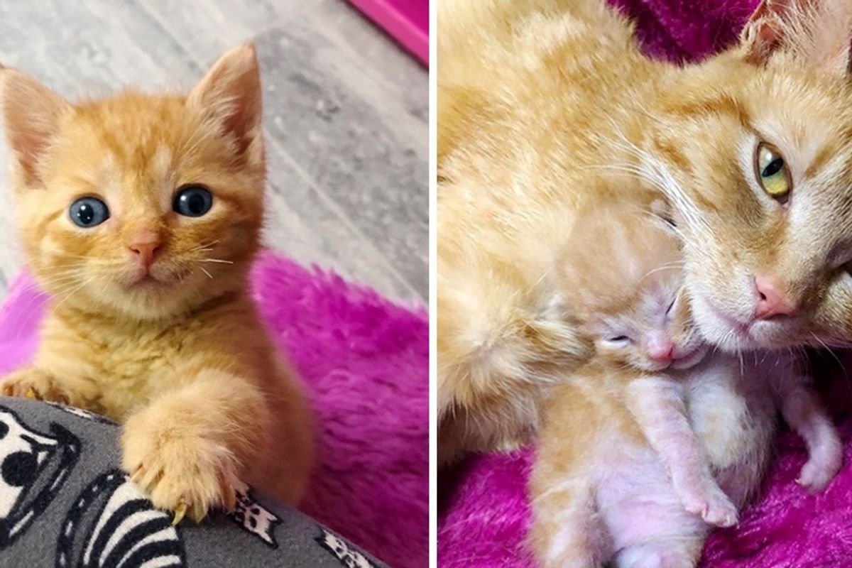 Sweet Cat Family Took in Kitten Found on Roadside and Turned His Life Around