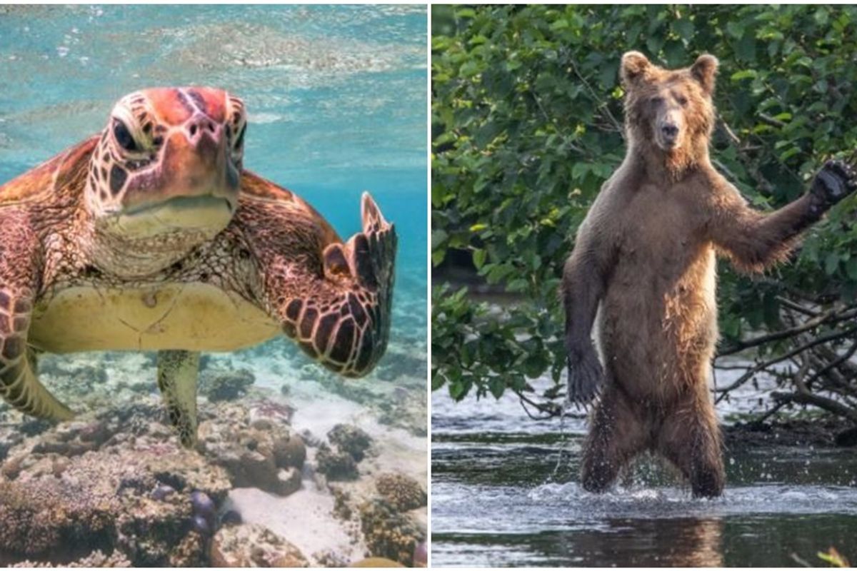 21 of the funniest photos from the Comedy Wildlife Awards
