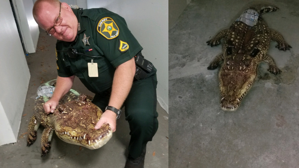 Florida deputy responds to report of a gator locked in a storage shed, finds a pool float