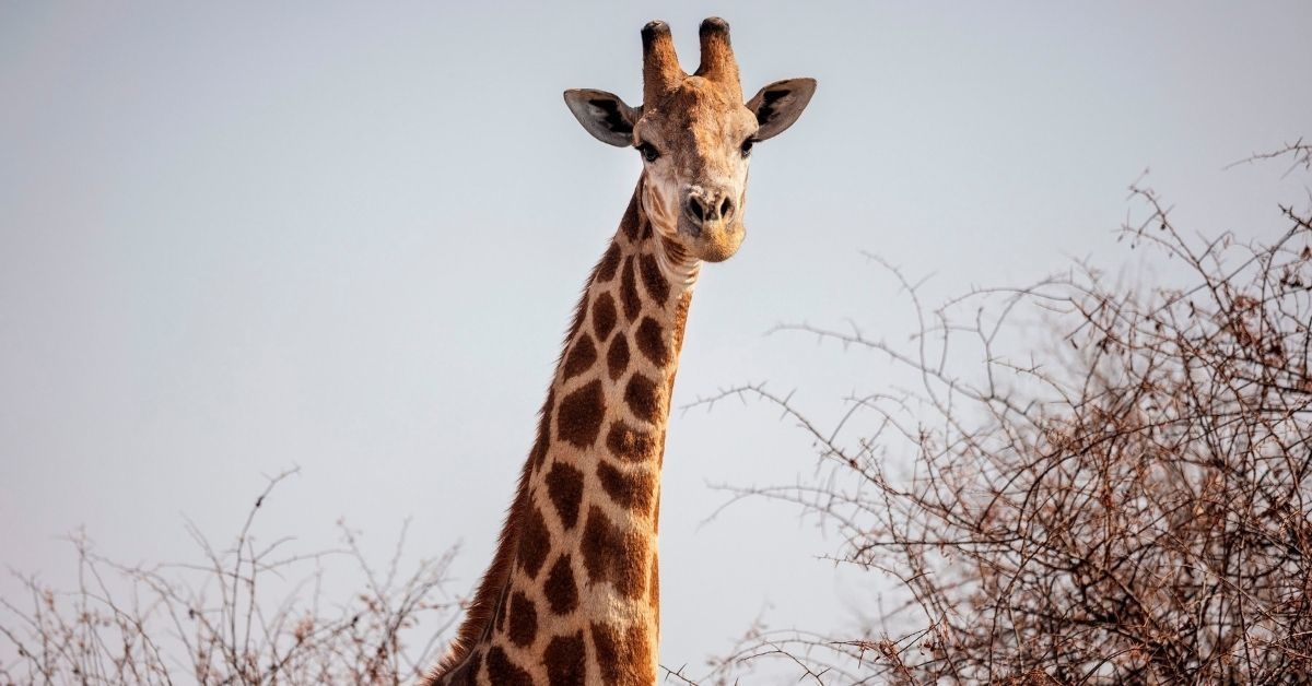 There's A Hilarious Debate Raging On Twitter As To How A Giraffe Should Ideally Wear A Bowtie