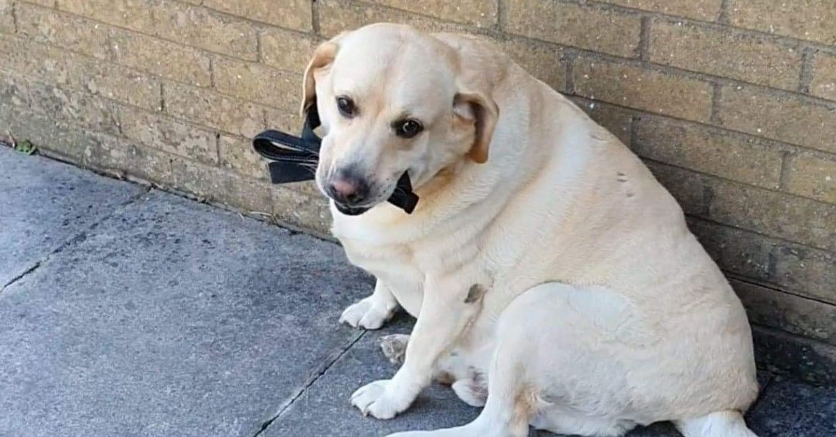 Greedy Labrador Has To Be Rushed To The Hospital After He Wolfs Down His Entire Leash