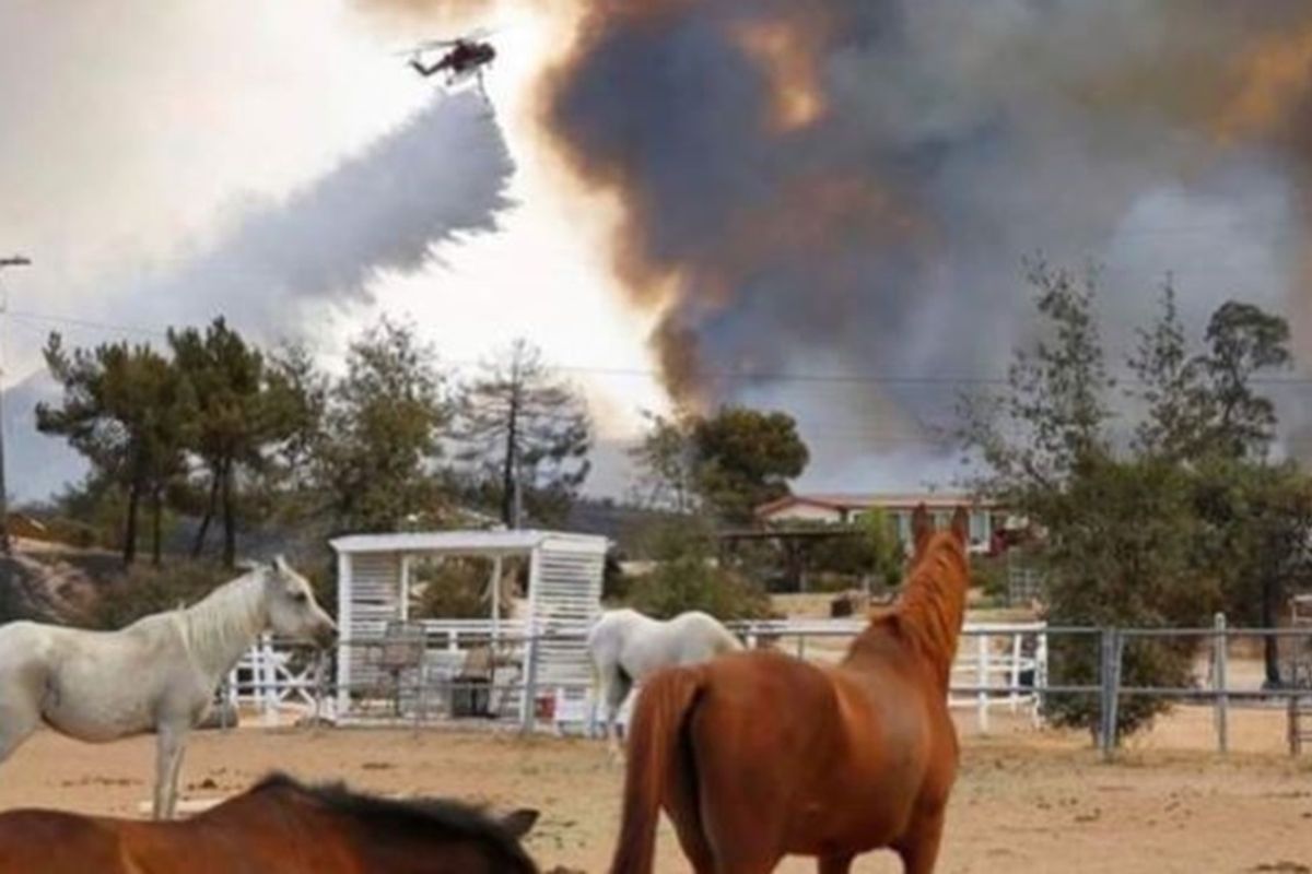 A horse sanctuary was reduced to ashes in a California fire, but all 20 horses miraculously survived