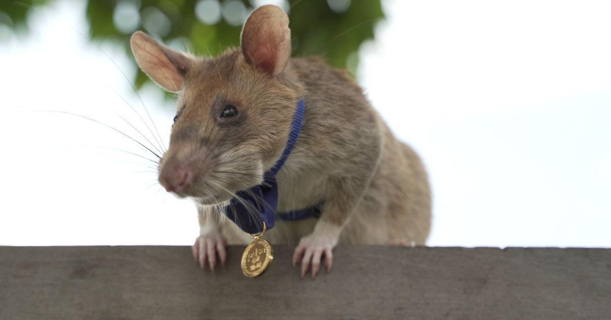 Landmine Detection Rat Awarded Tiny Gold Medal For His 'Lifesaving Bravery', And We're Crying
