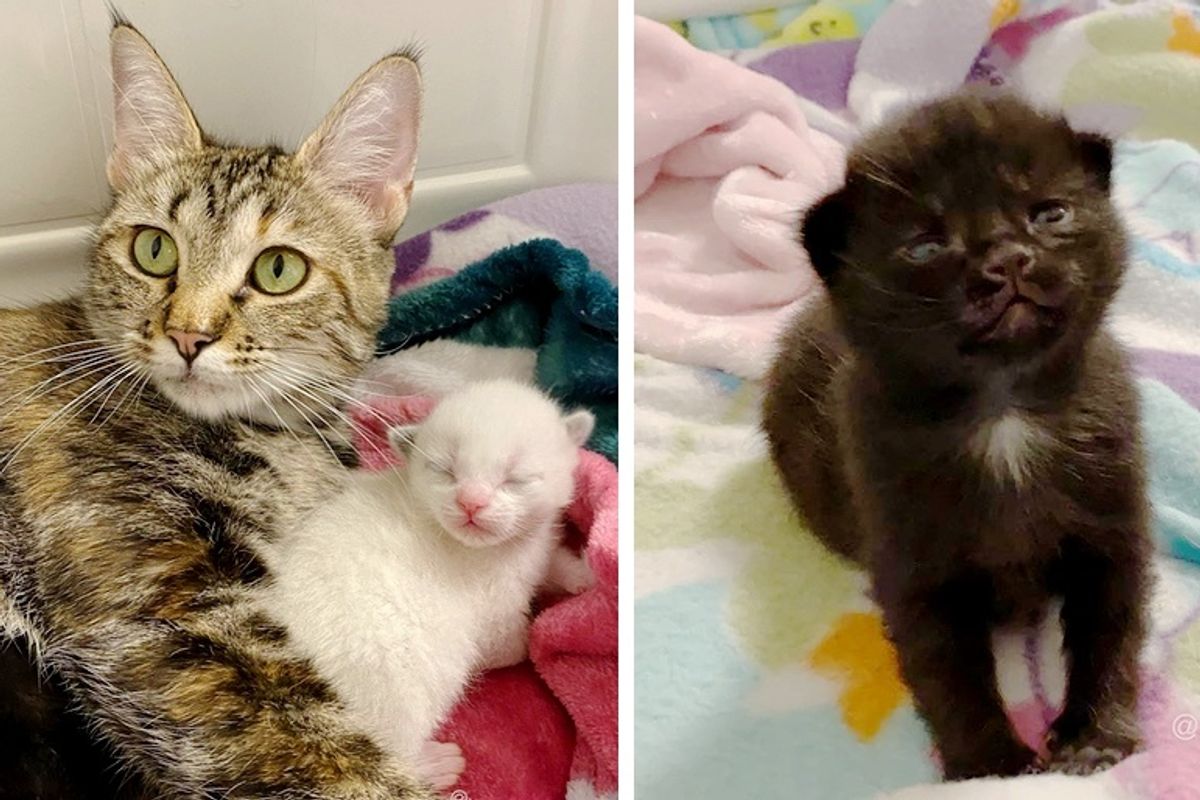 Stray Cat So Happy to Find Help for Her Kittens After Being Rescued By Kind Neighbor
