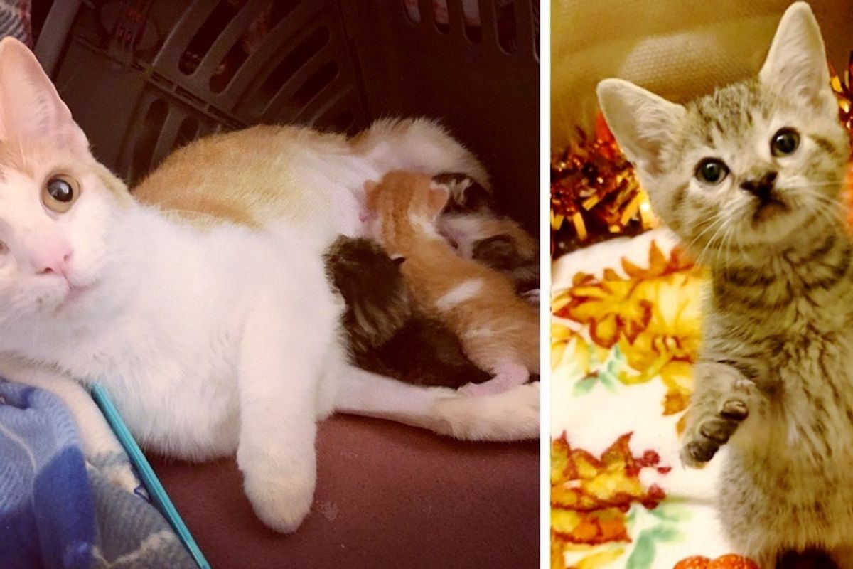 Cat Had Her 4 Kittens Through Help, One of Them is Determined to Stand Out