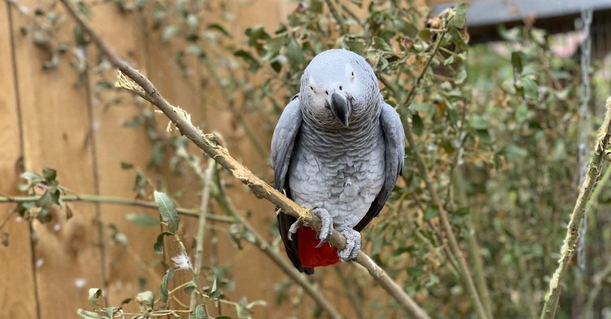 Foul-Mouthed Parrots Have To Be Separated At Zoo After They Keep 'Setting Each Other Off'