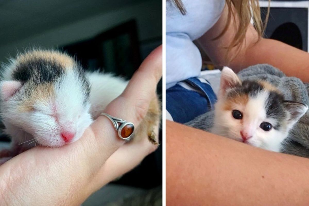 Palm-sized Kitten Found Alone in a Bush Now Has Kind Family to Help Her Thrive