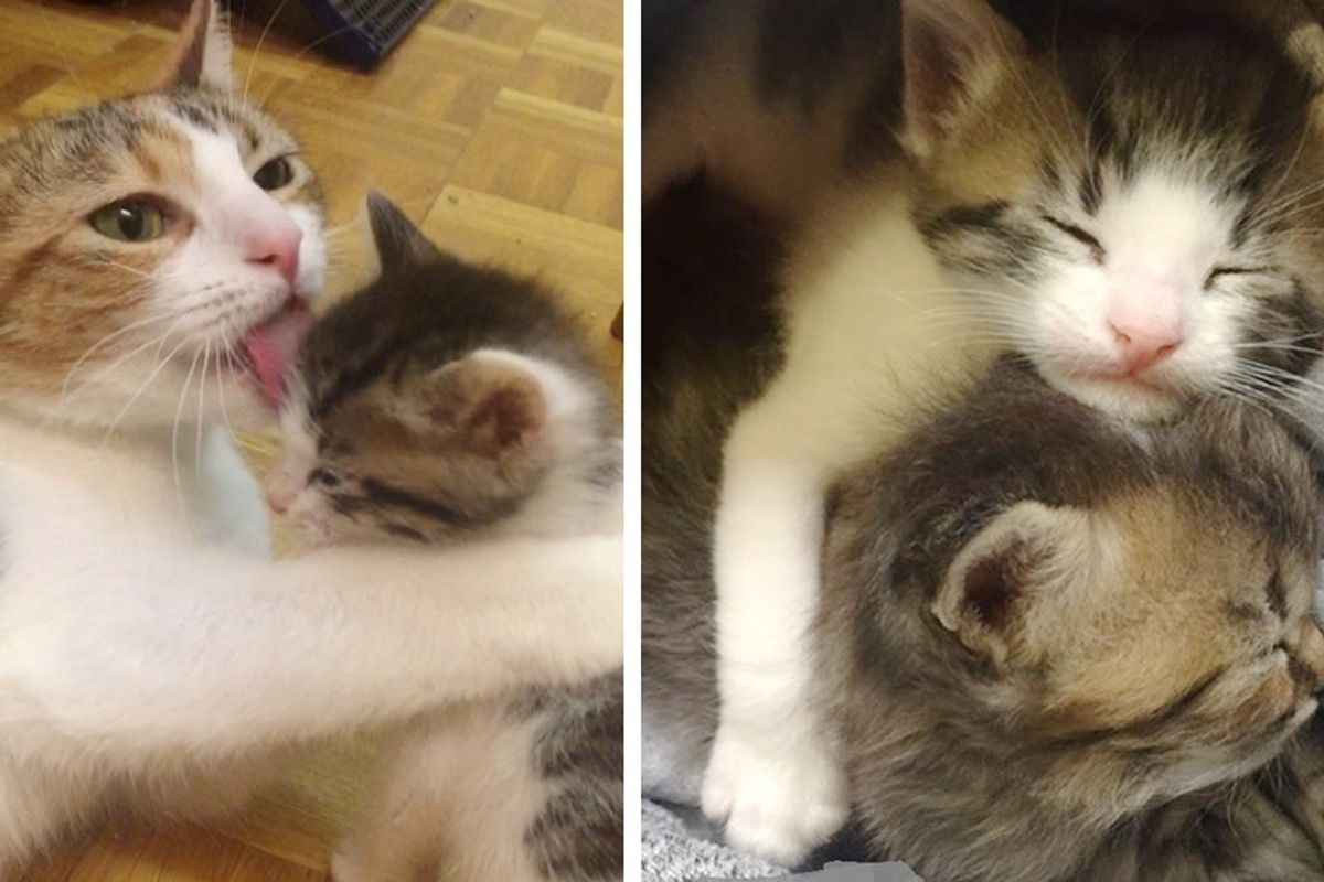 Sweet Cat Helped 4 Orphan Kittens Thrive After Caring for Her Own