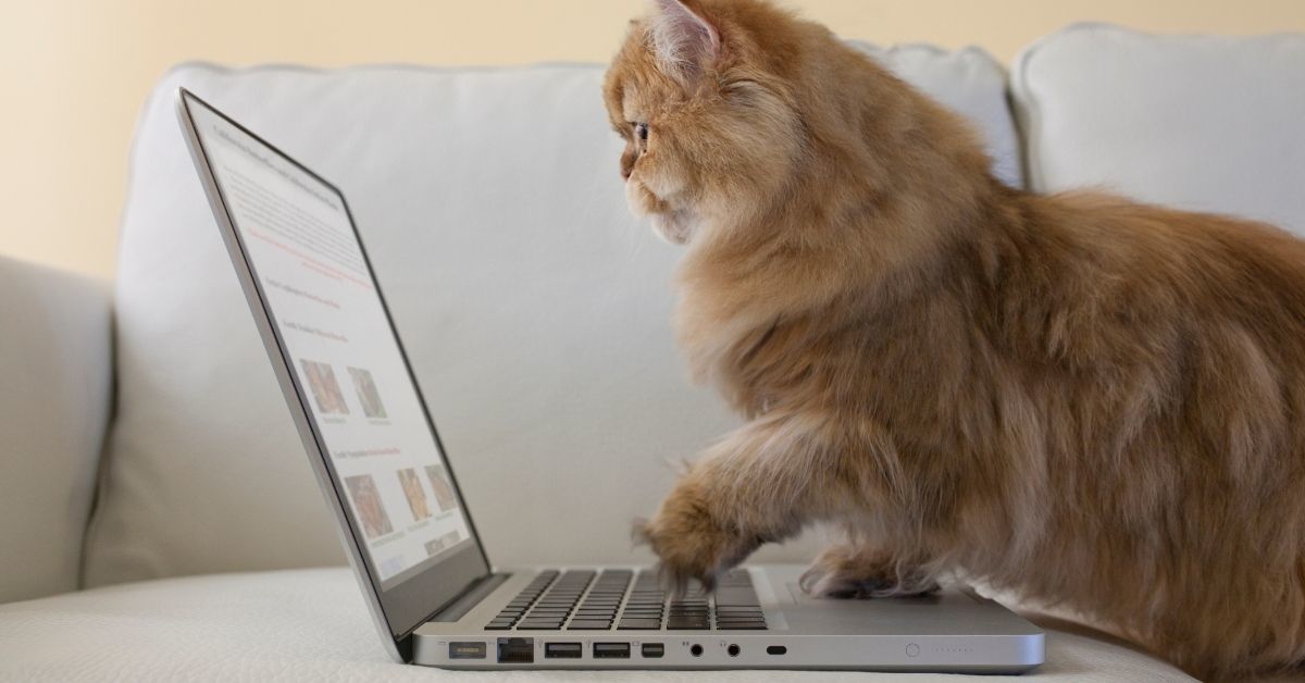 Woman Irate After Her Brother Gives His Old Laptop To His Cat Instead Of Letting Her Have It