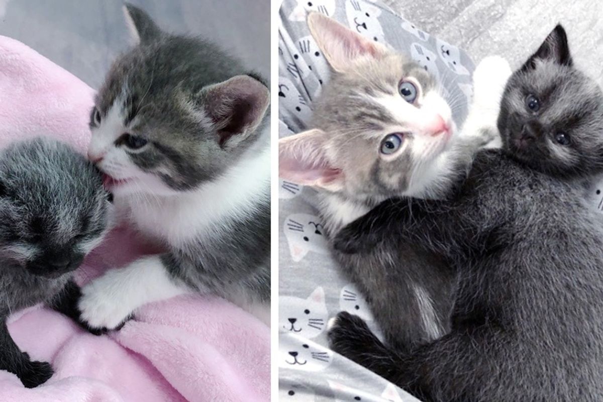 Kitten Found Alone Outside Blossoms into Beautiful Cat and Finds Friend
