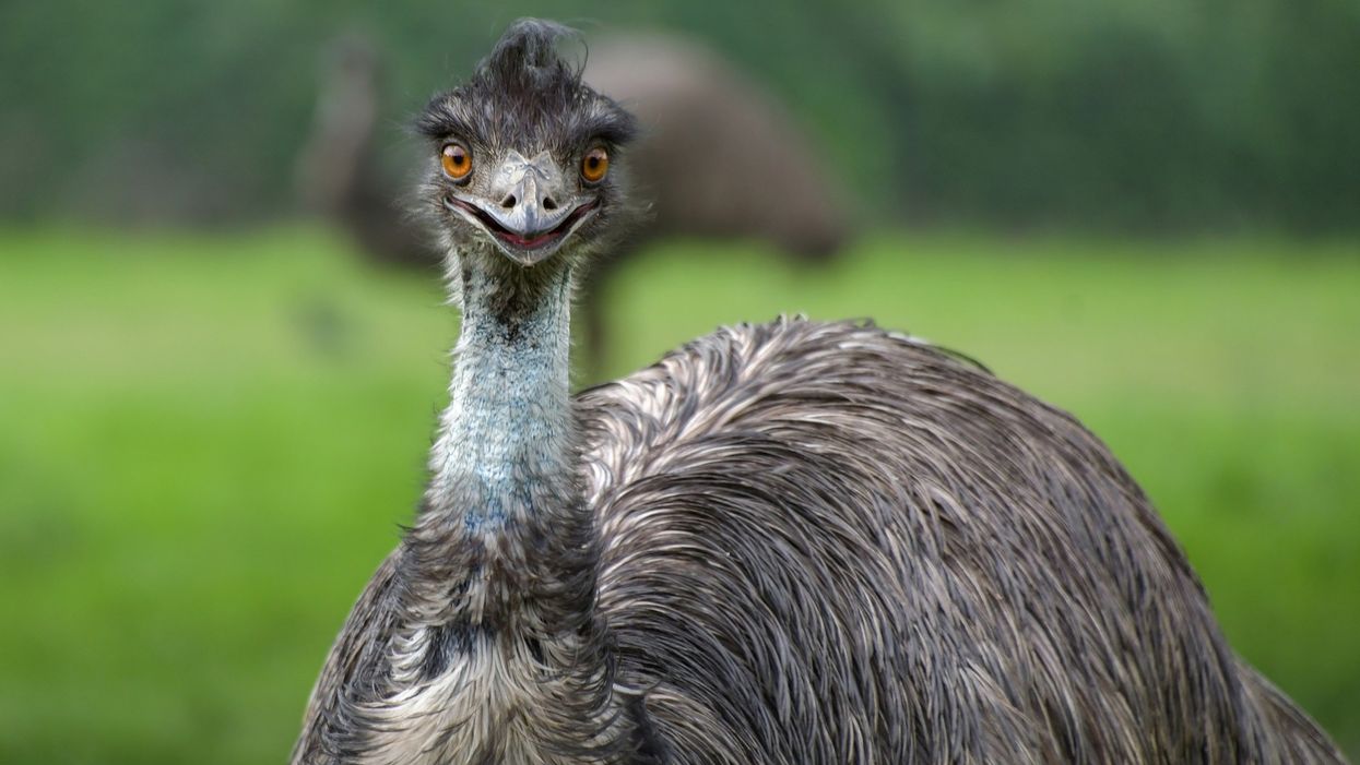 Emu gets loose, wreaks havoc in Florida because gators can't have all the fun