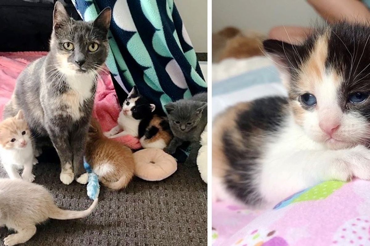 Stray Cat Found Shelter for Her Kittens in Backyard and Had Their Lives Changed Forever