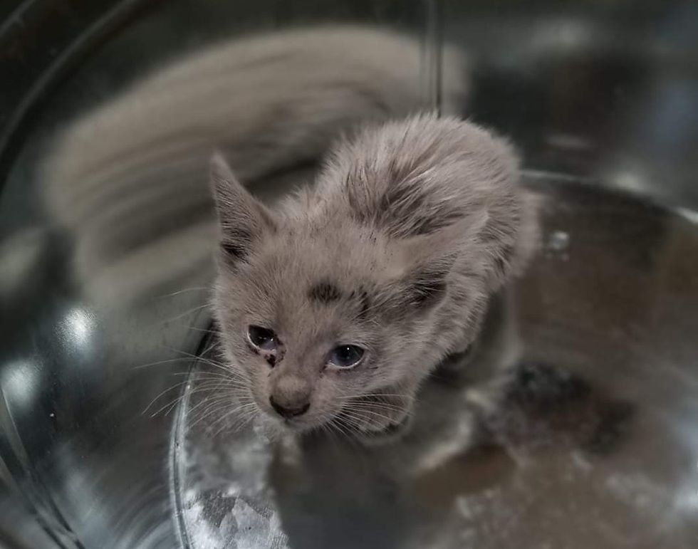 Stray Kitten Found Covered in Oil Reveals His Beautiful Coat and Has