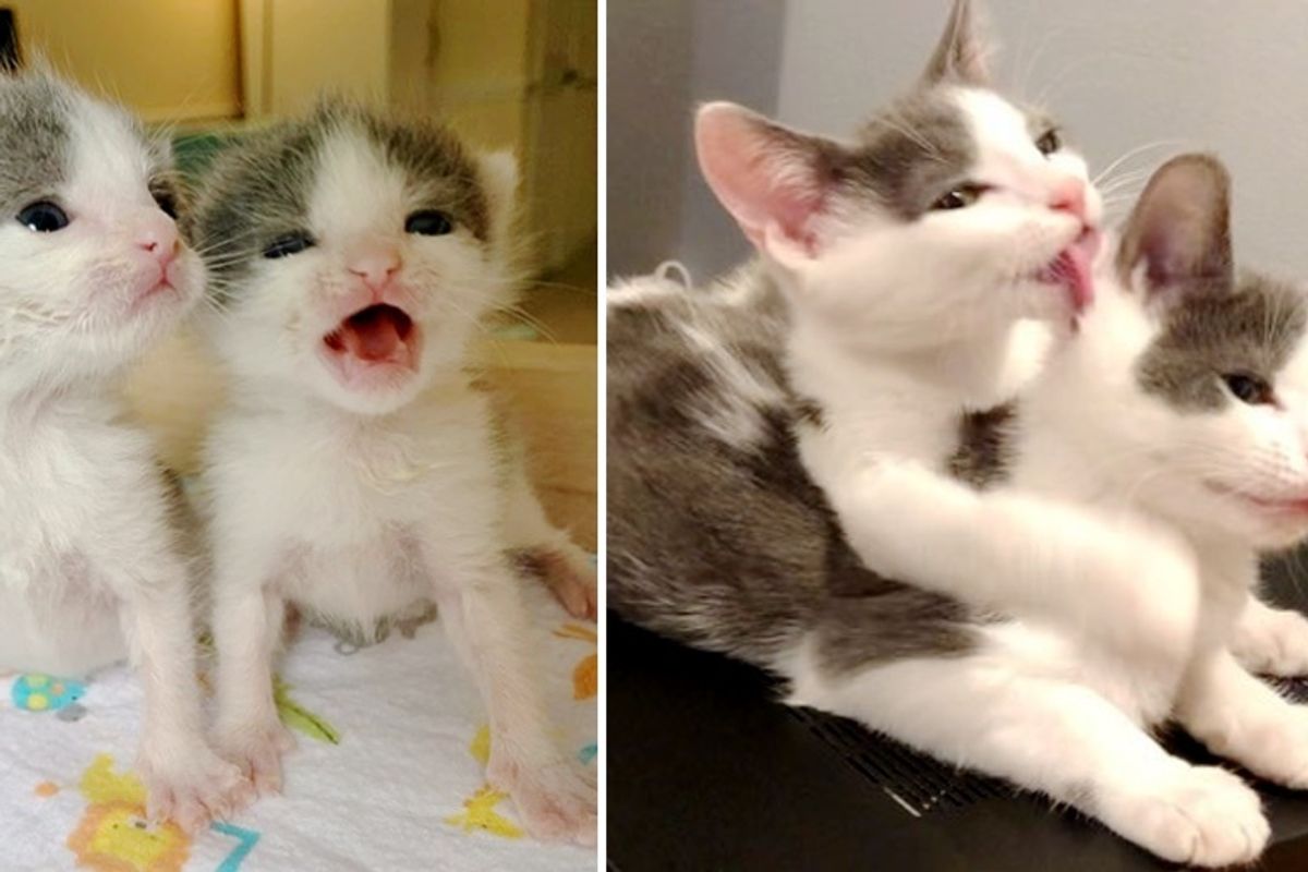 Nearly Identical Kittens Never Leave Each Other's Side After Being Rescued Together
