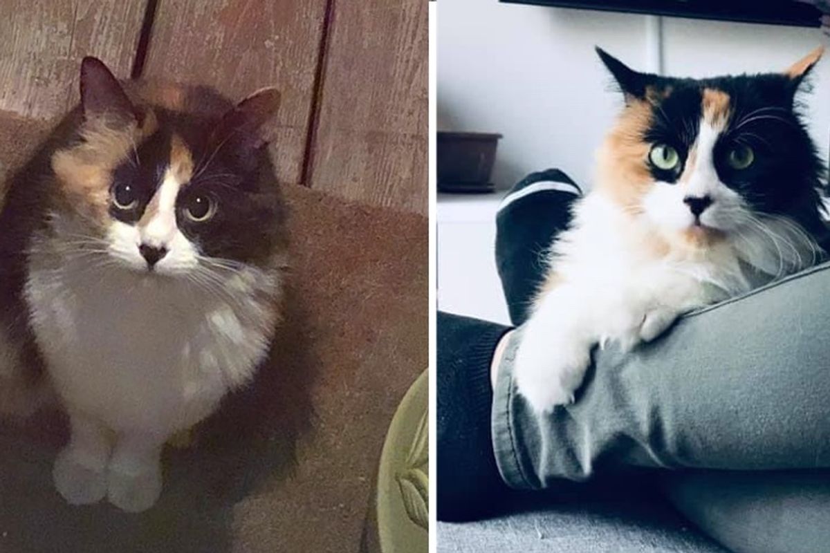 Stray Kitten Showed Up on Family's Doorstep, Now Has Her Dream Come True