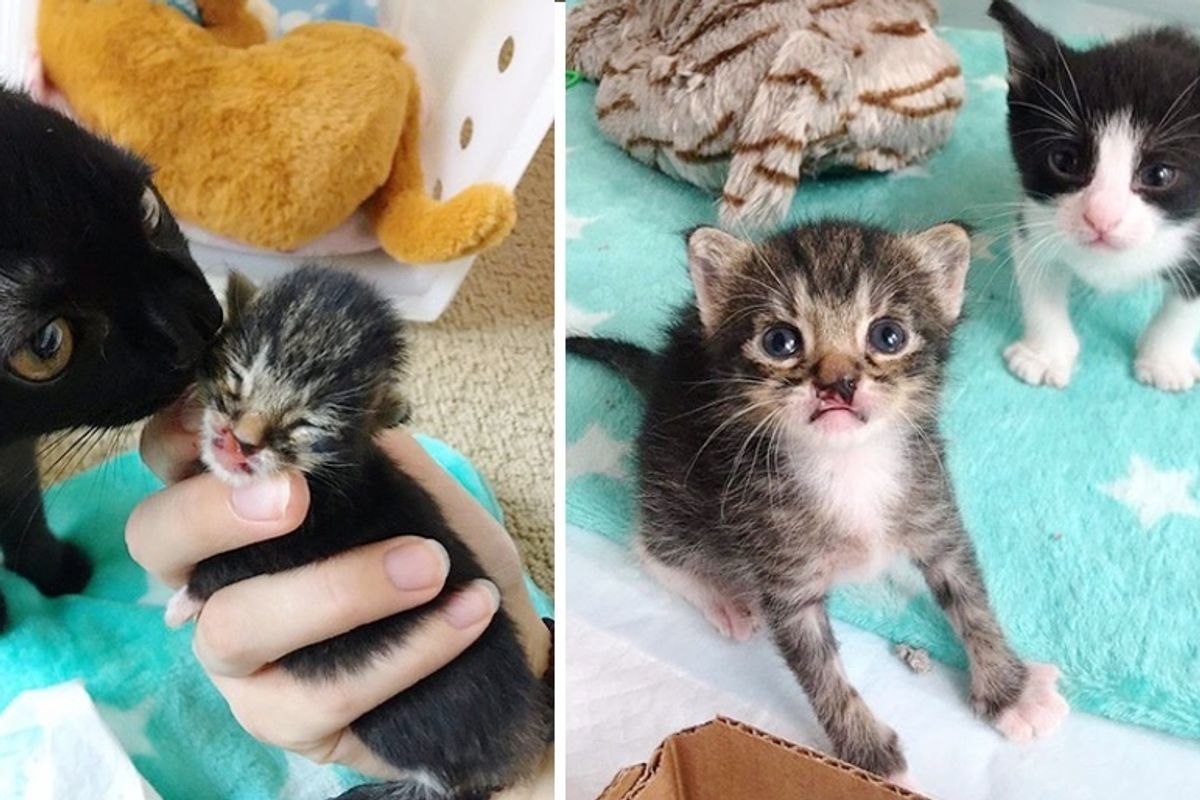 Sweet Kitten Finds Perfect Friend and Hopes to Spend Life Together with Him