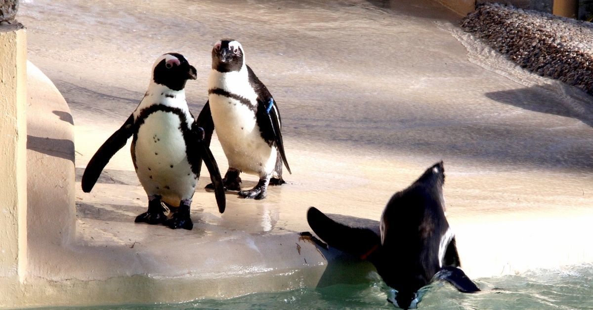 Zoo's Gay Penguin Couple So Desperate To Be Dads That They Stole Lesbian Penguin Couple's Entire Nest