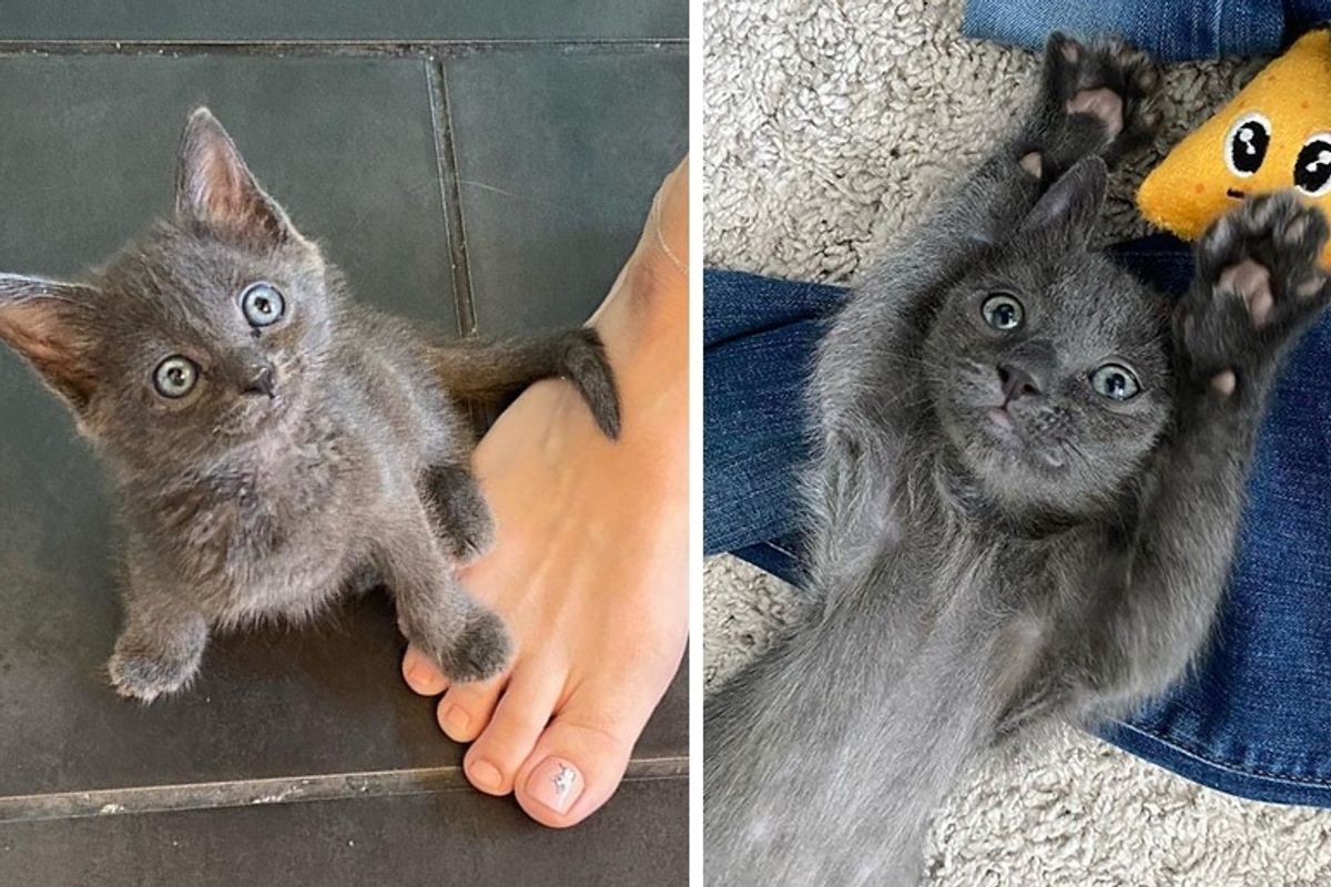 Kitten Bounces Back on Her Three Paws and Turns Out to Be the Sweetest Companion