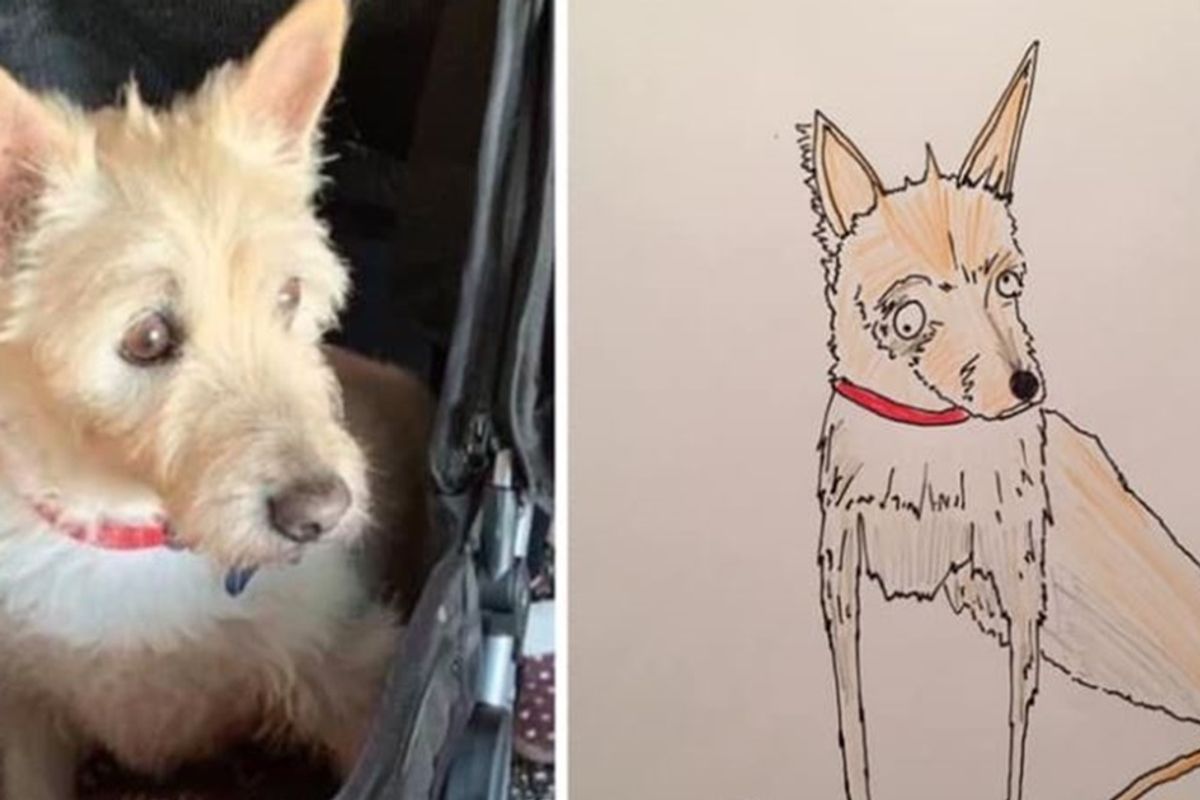 Dad's 'crap' sketches of people's pets have already earned $23,000 for homeless charity