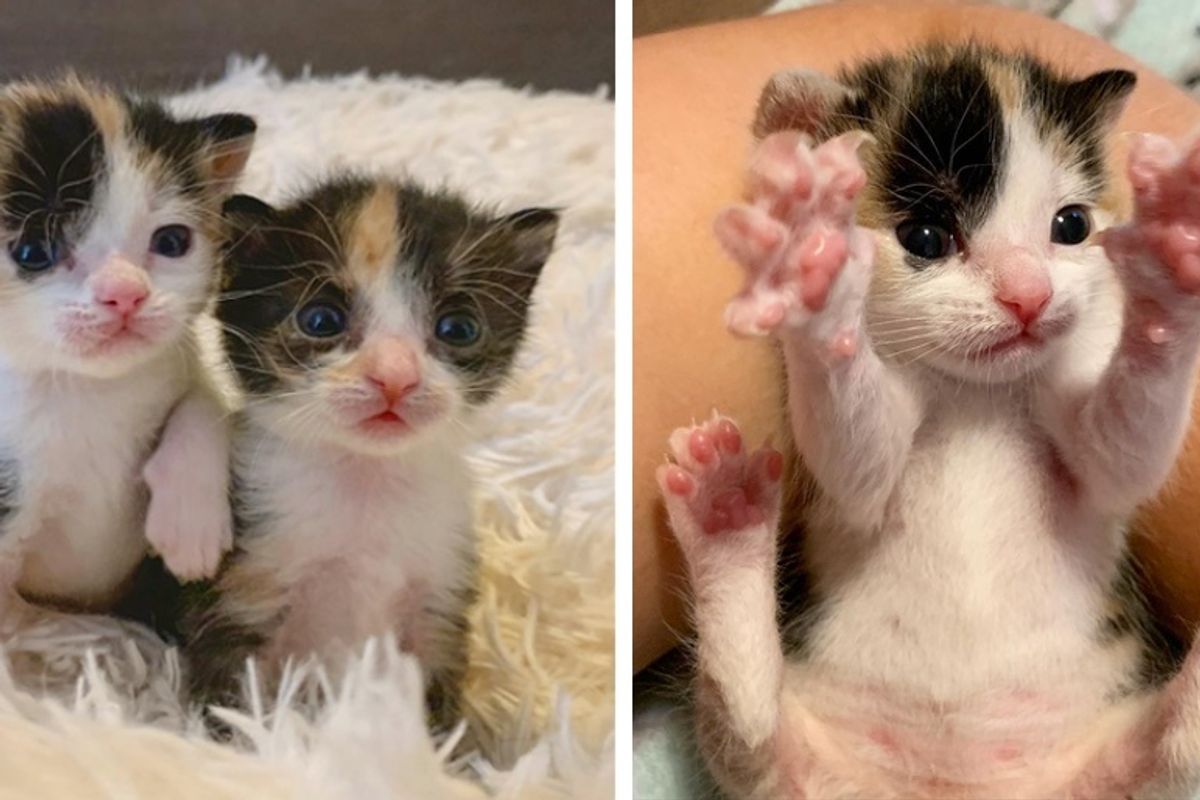 Two Kittens Found Near Road, Look Out for Each Other and Insist on Staying Together