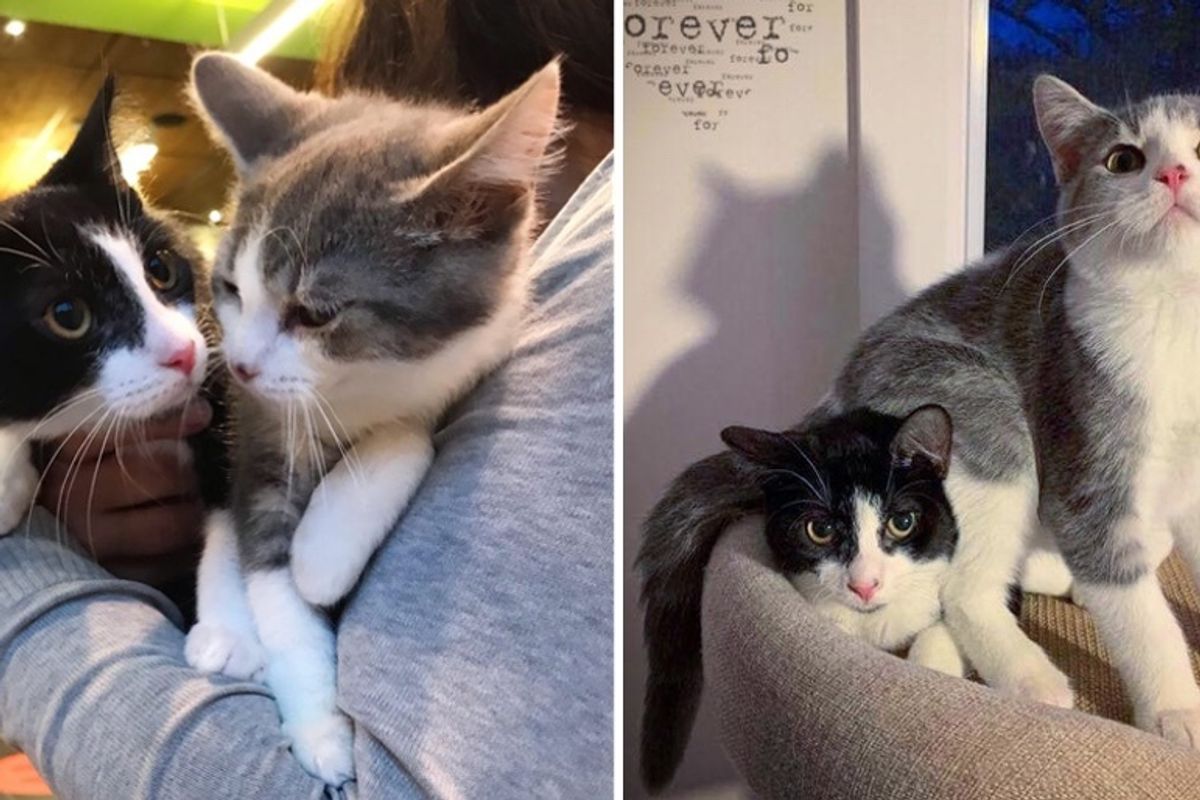 Kitten Brothers Found Wandering the Streets, Help Each Other Thrive and Hope for Home Together