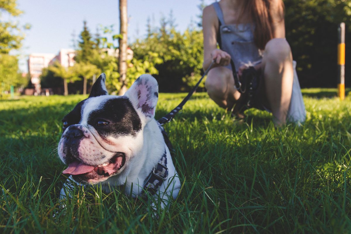 Thought Austin loved its dogs? Think again. Report shows other major cities are even more obsessed with their pups