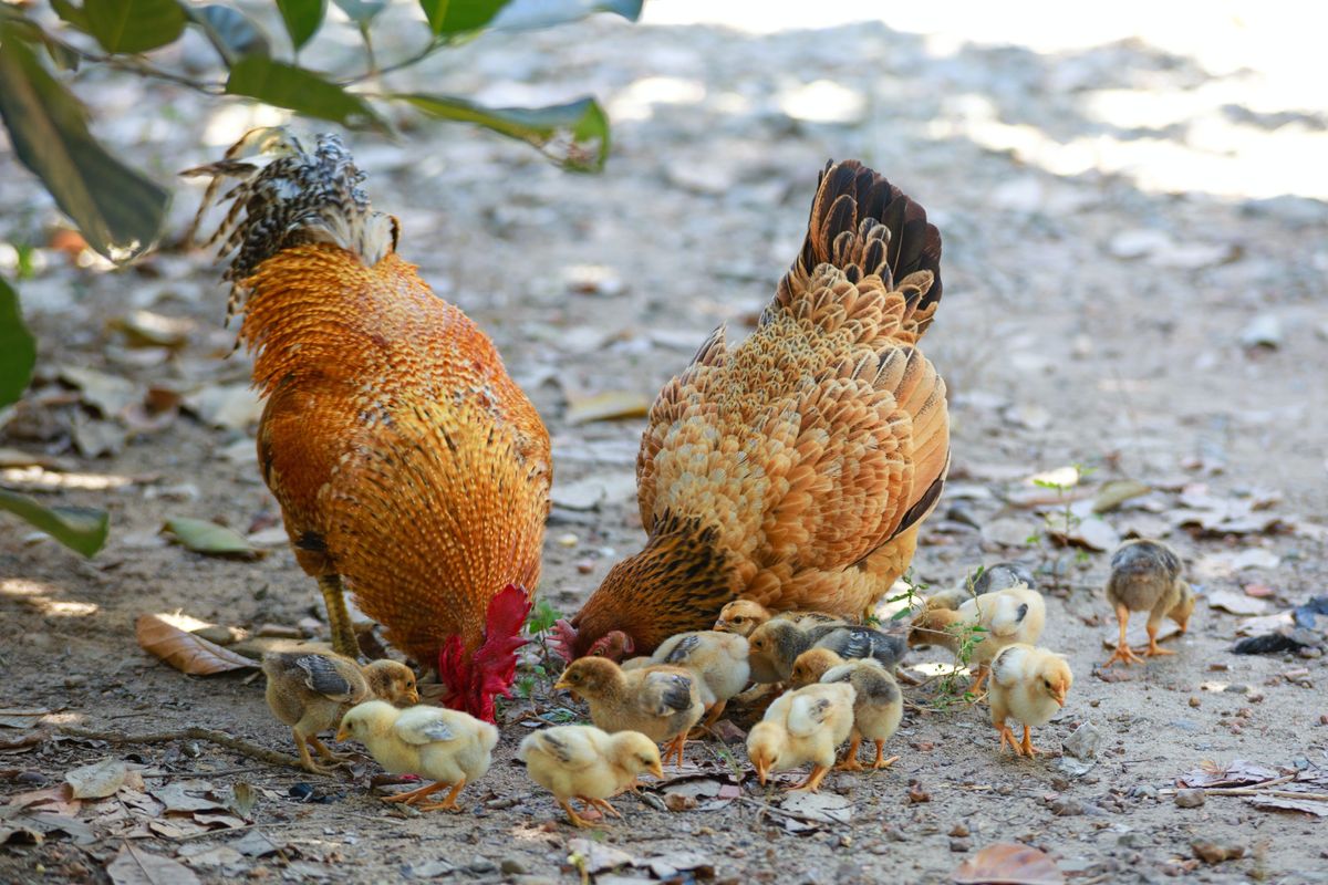 Austin residents could qualify for a $75 rebate from the city just for raising chickens at home