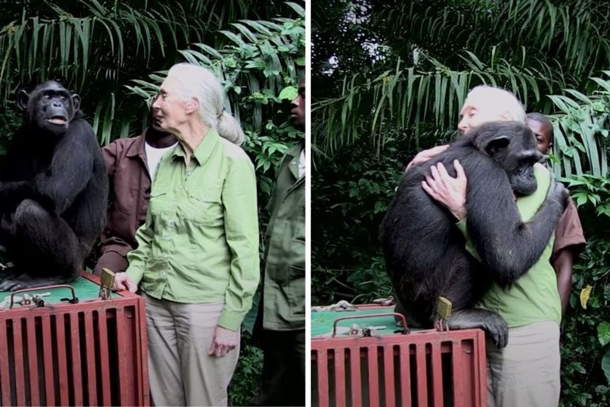 A rescued chimp unexpectedly embraced Jane Goodall upon her release, and oof, cue the tears